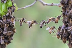 Darwinistische Bienenhaltung Darwinistische Bienenhaltung
