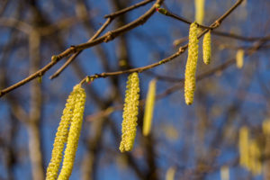 Vorfrühling Haselblüte