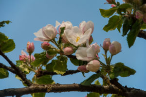Vollfrühling Apfelblüte