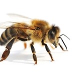 Eine gesunde Biene