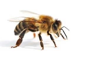 Eine gesunde Biene