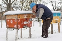 Nosema ceranae bei Honigbienen 1