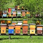 Natürliche Bienenhaltung 6