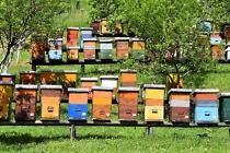 Horizontale und vertikale Übertragung von Krankheitserregern bei Honigbienen 1