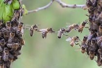 Honigbienenvölker in kleineren Nestern und die häufig Schwärmen haben einen geringeren Varroa-Befall als Vergleichsvölker in großen Bienenstöcken und Schwarmkontrolle