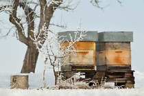 Zucker für Bienen (4): Rezept für die Notfütterung im Winter 16