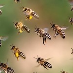 Natürliche Bienenhaltung 5